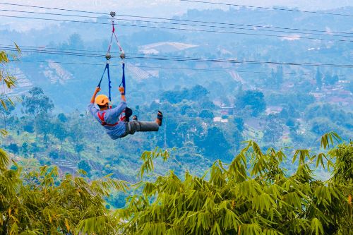 Flying Fox